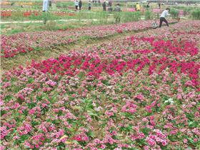 清溪花海 清溪花海