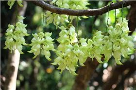 清溪禾雀花 清溪禾雀花