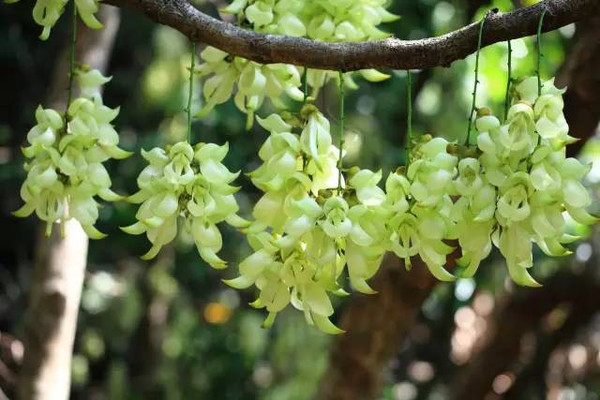 清溪禾雀花 清溪禾雀花